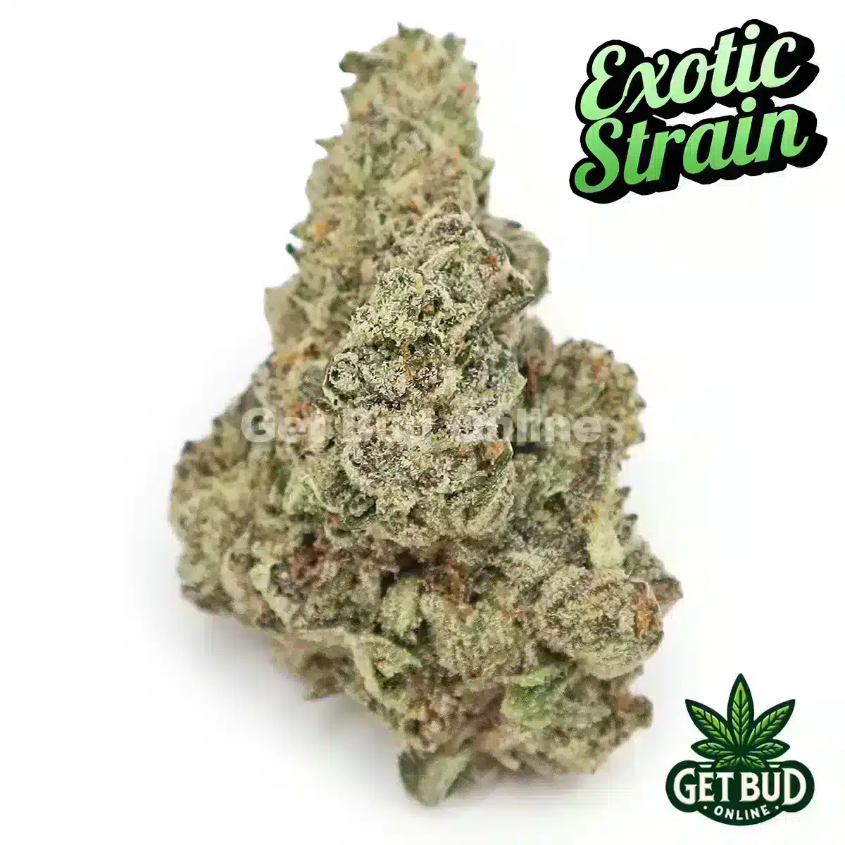Red Bull (Exotic Reserve Strain)