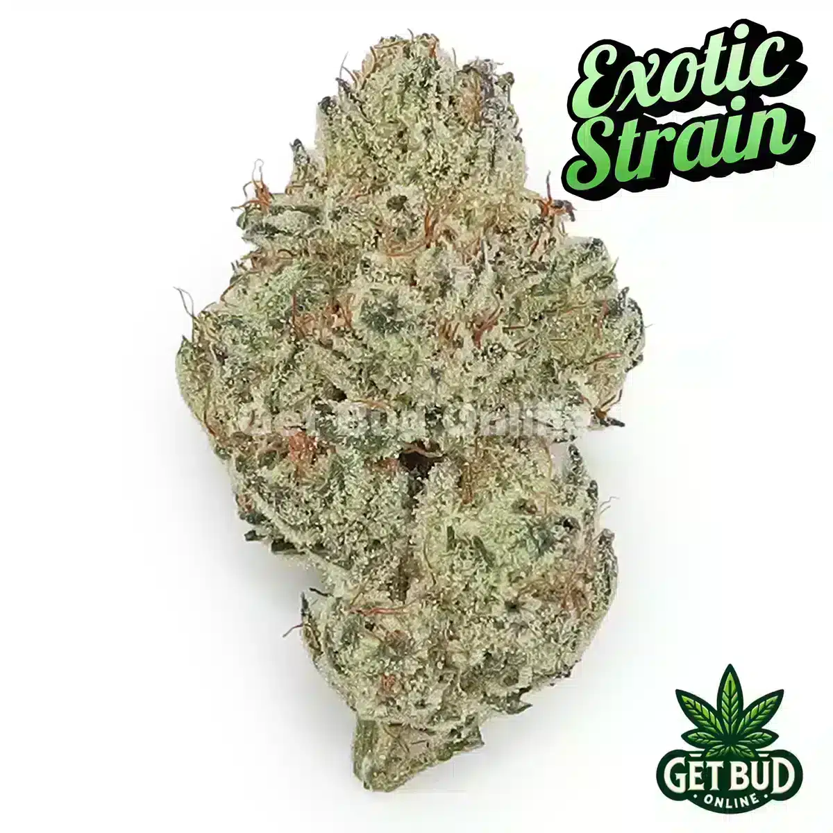 Singapore Sling (Exotic Reserve Strain)