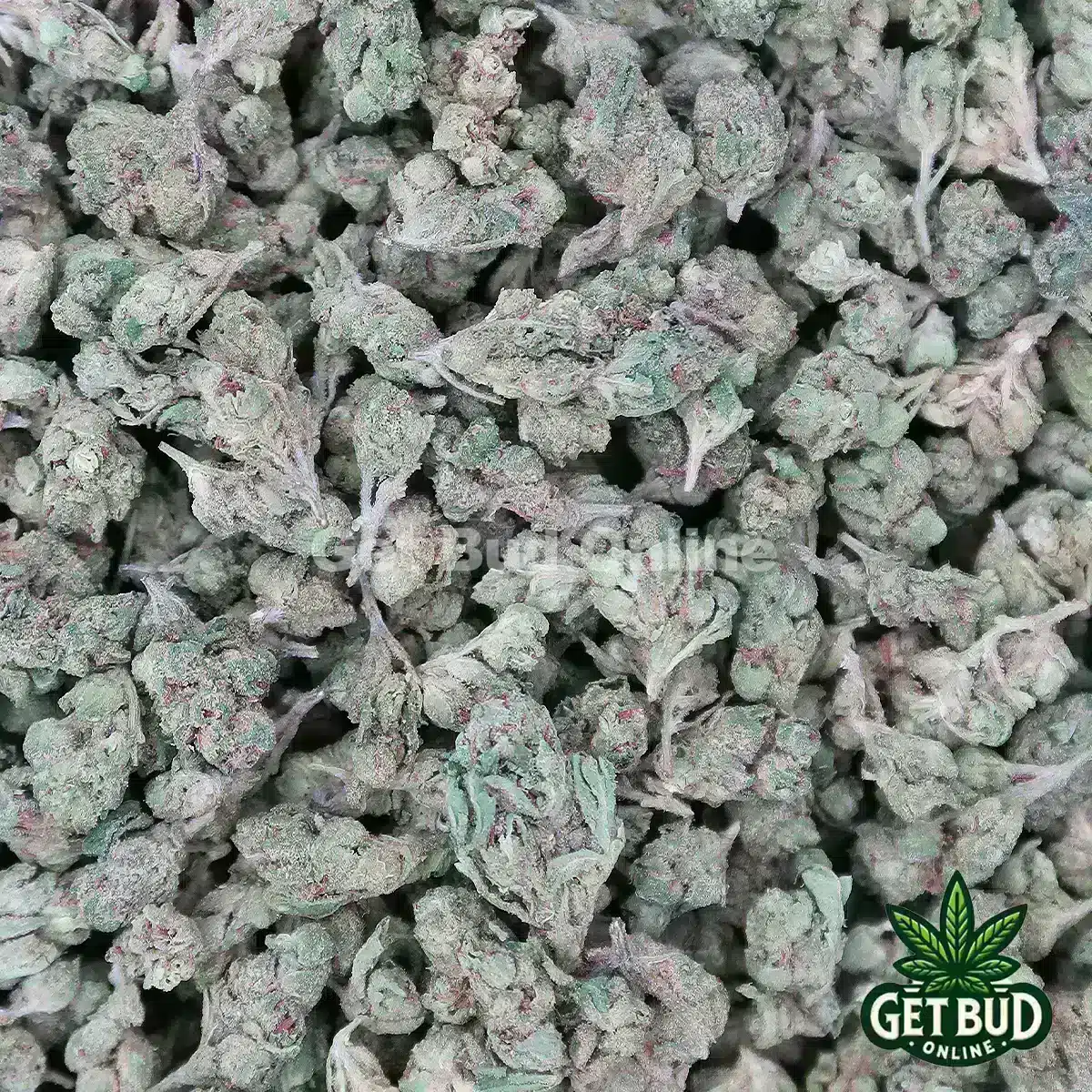 Gelato 45 Smalls GBO Gelato 45 (Small Buds)