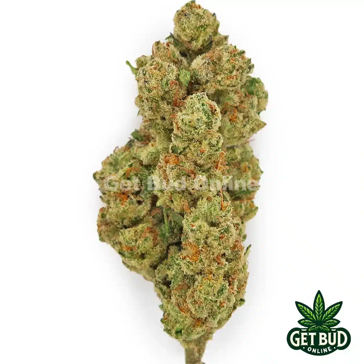 Mimosa-Punch-1 Mimosa Punch (Value Bud)πΎππ₯