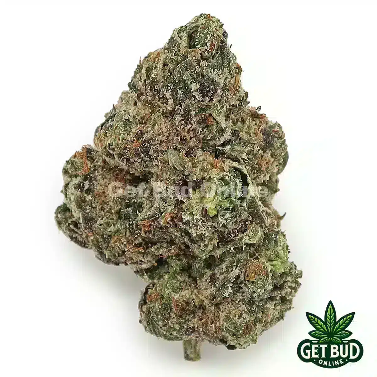 Gelato 47 (Value Plus+ Bud)