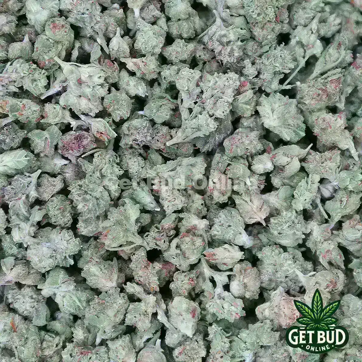 Motorbreath (Micro Buds) OZ Only Deal