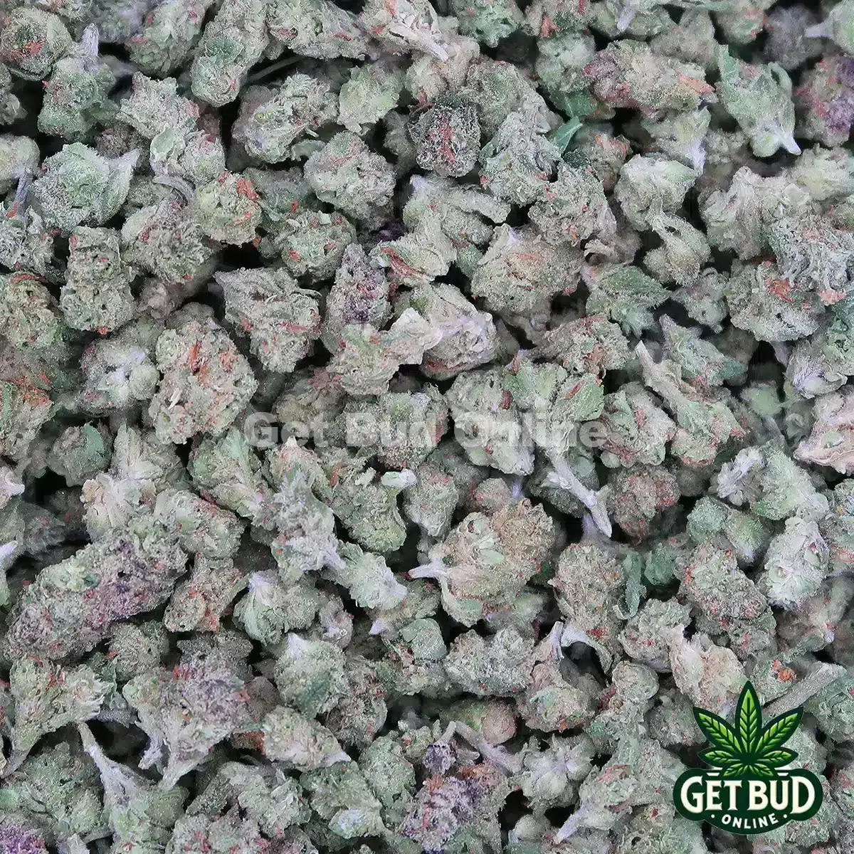 Tropical Punch Value Micros Tropical Punch (Micro Buds)