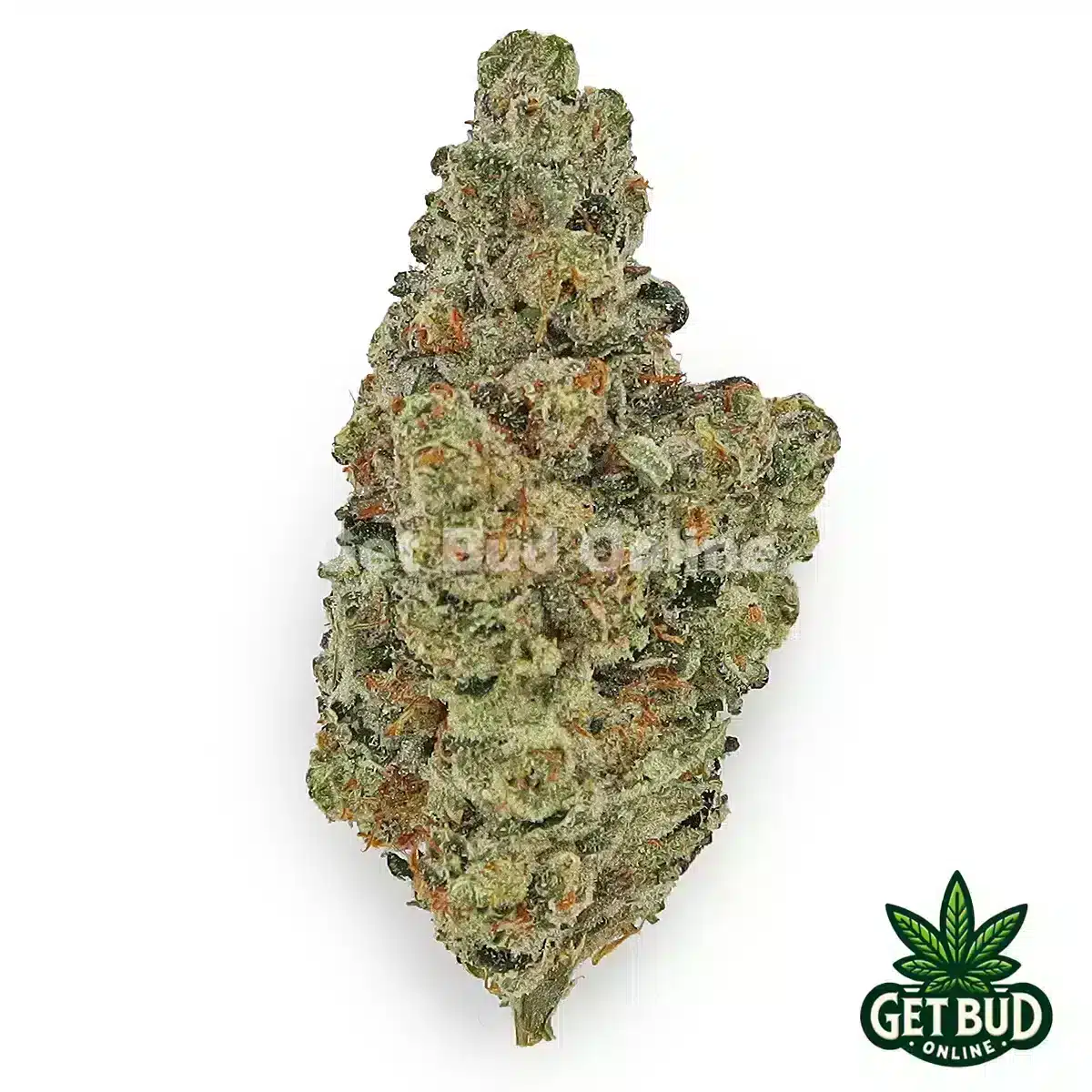 Biscotti Gelato (Premium Bud)