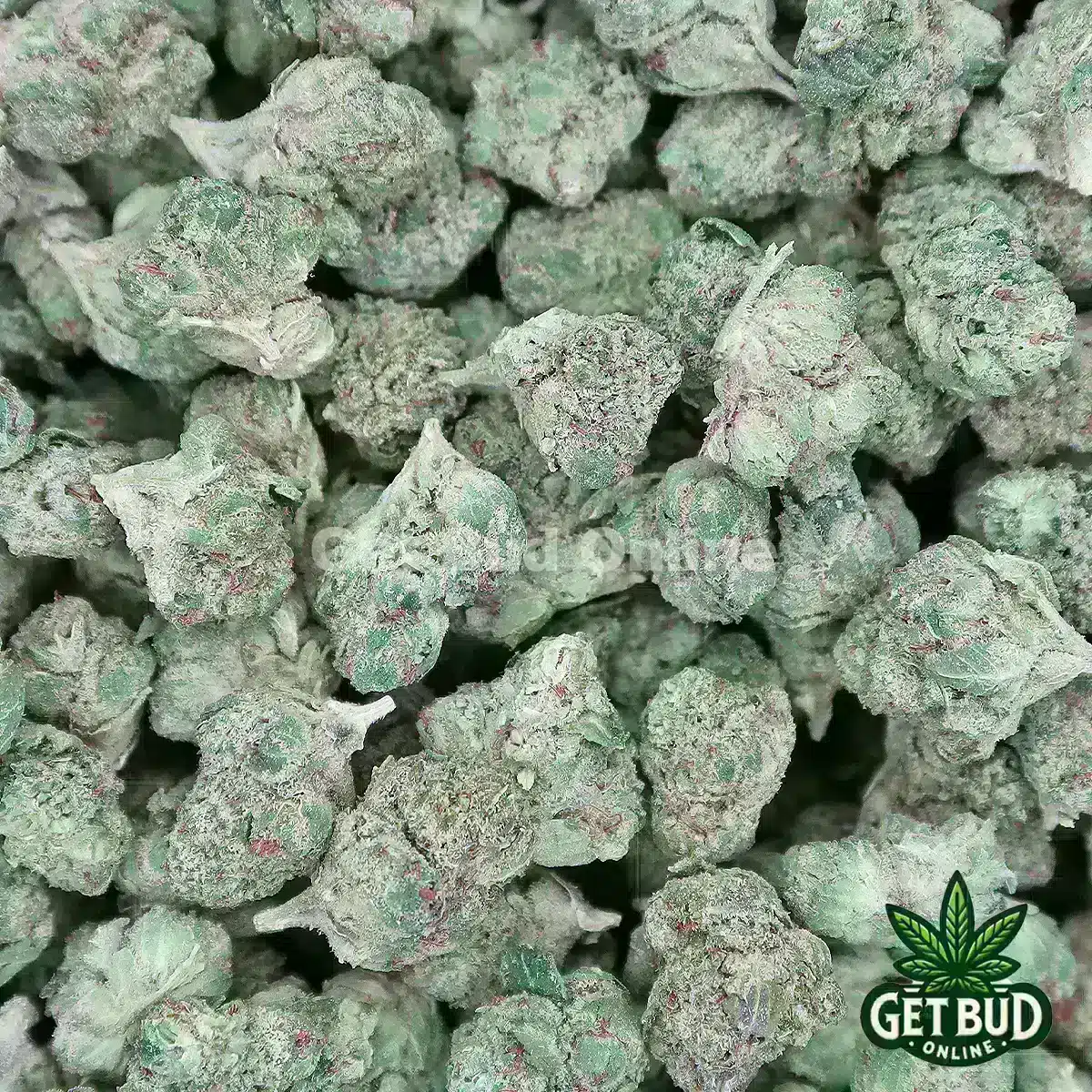 Gelato 41 Smalls GBO Gelato 41 (Small Buds) Ounce Deal