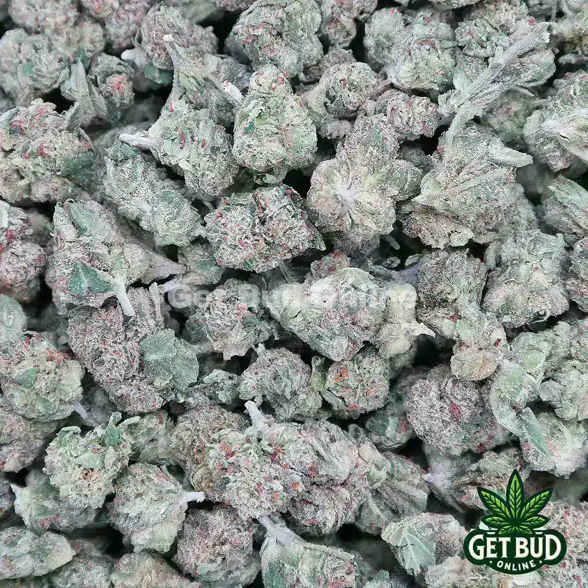 Jokers Candy (Small Buds)