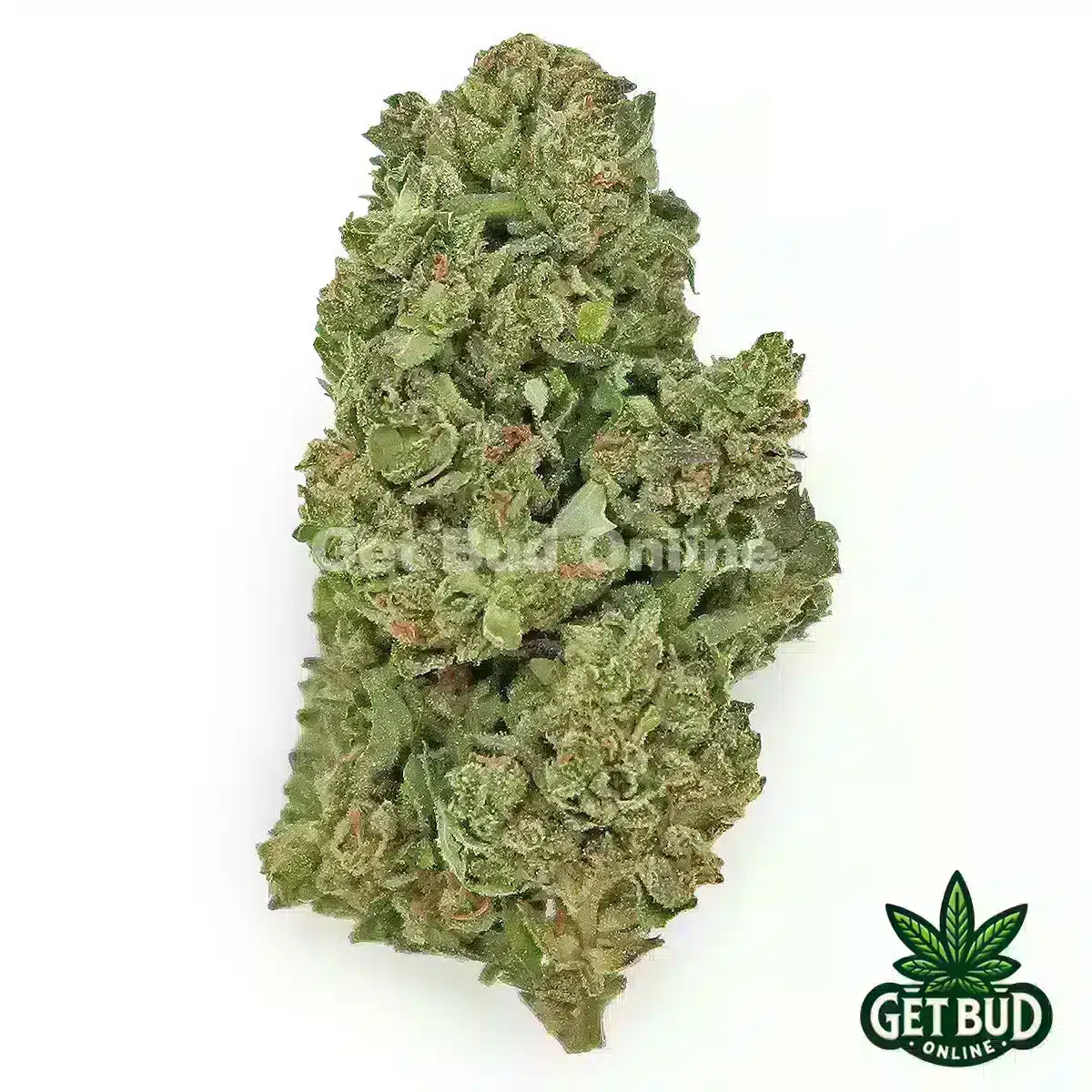 Tangie Cookies (Value Bud)