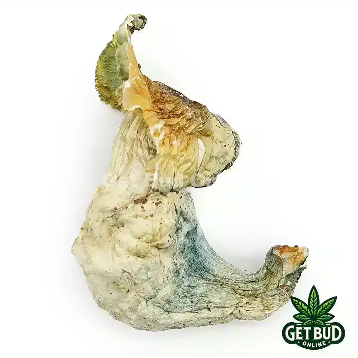 Arctic Hare Magic Mushrooms